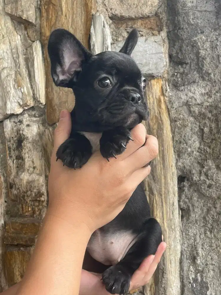 FRENCHIE (BETINA)