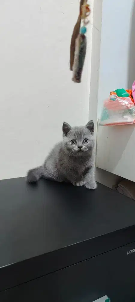British Short Hair