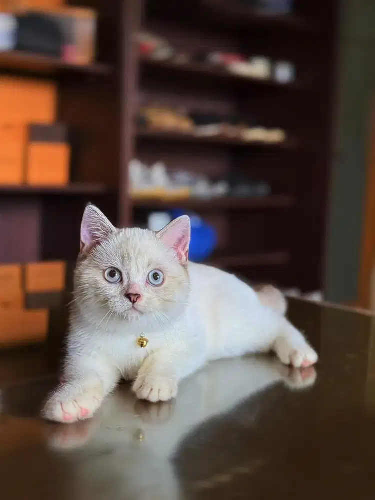 Kucing British Shorthair MALE BSH SF
