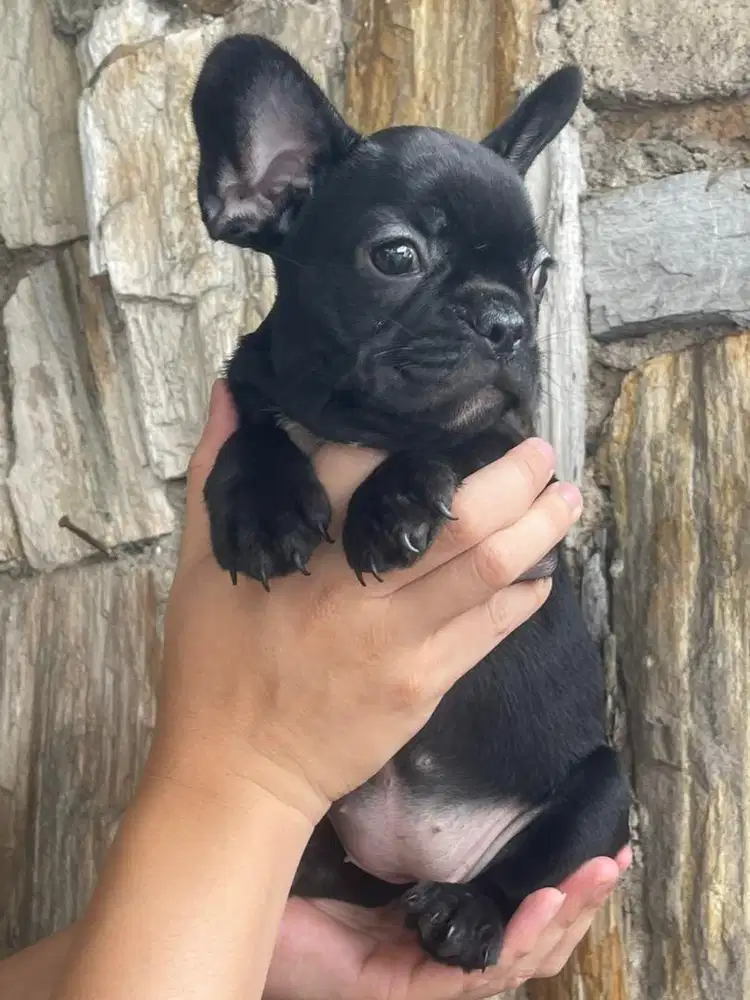 FRENCHIE (BETINA)