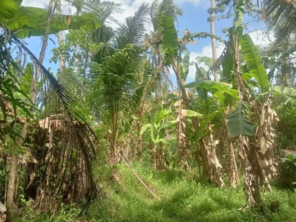 Tanah Kontur Datar dan Zona Pariwisata Cocok untuk Eco Resort