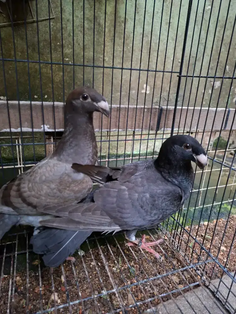MERPATI GBH || GERMAN BEAUTY HOMER