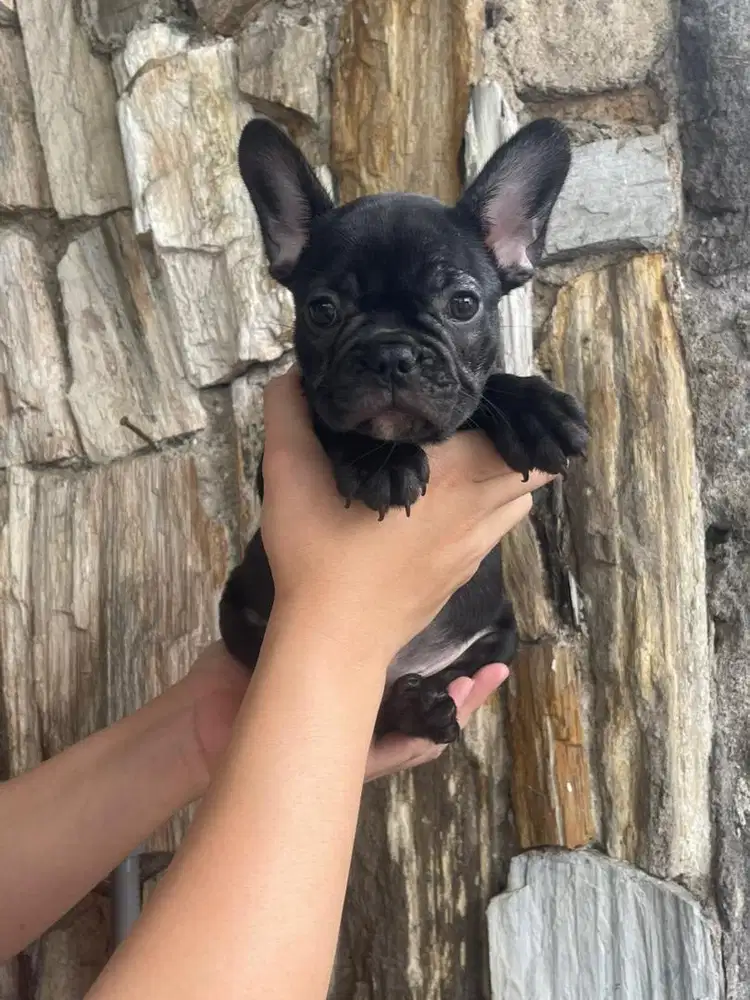 FRENCHIE (BETINA)