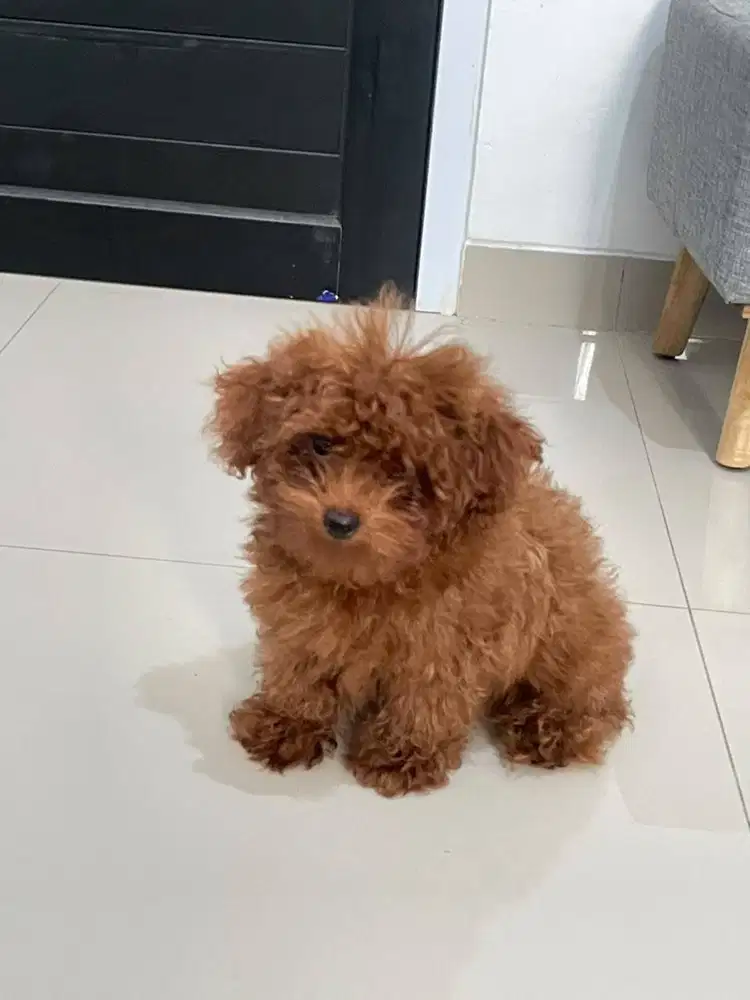Jual Tiny Red Poodle