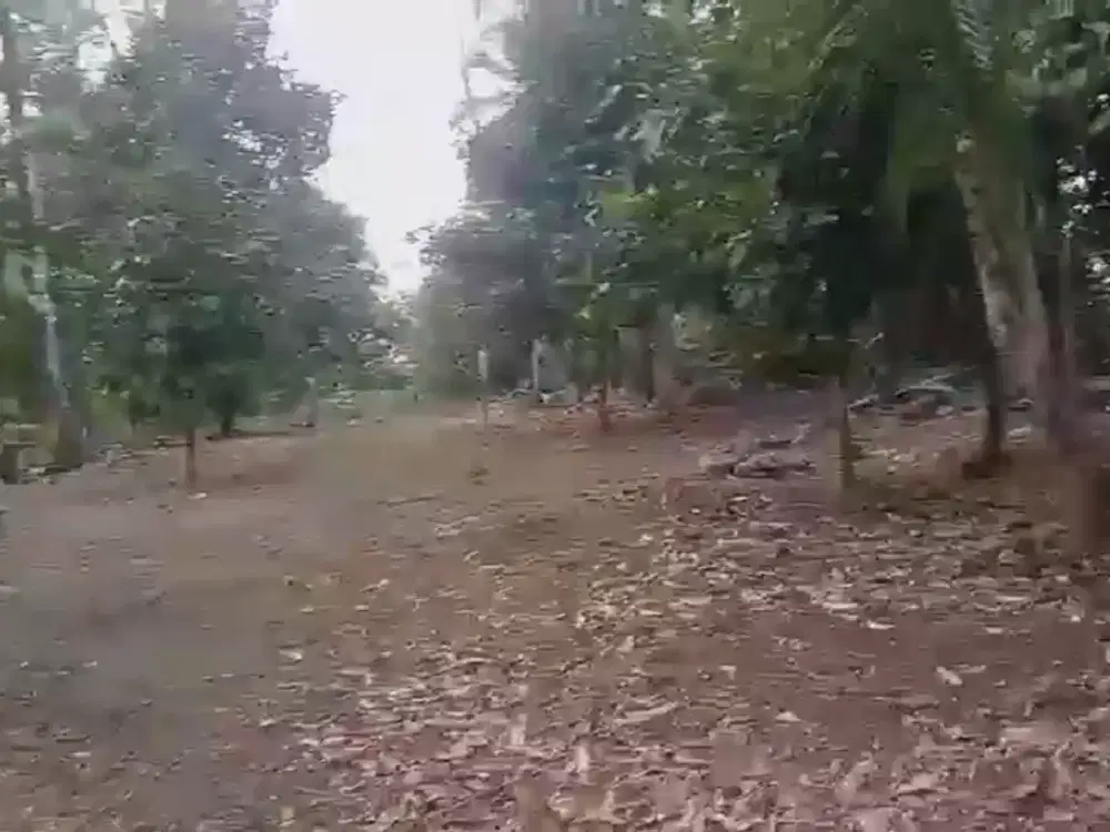 Tanah Perkebunan Produktif Lokasi Strategis Cocok untuk Villa