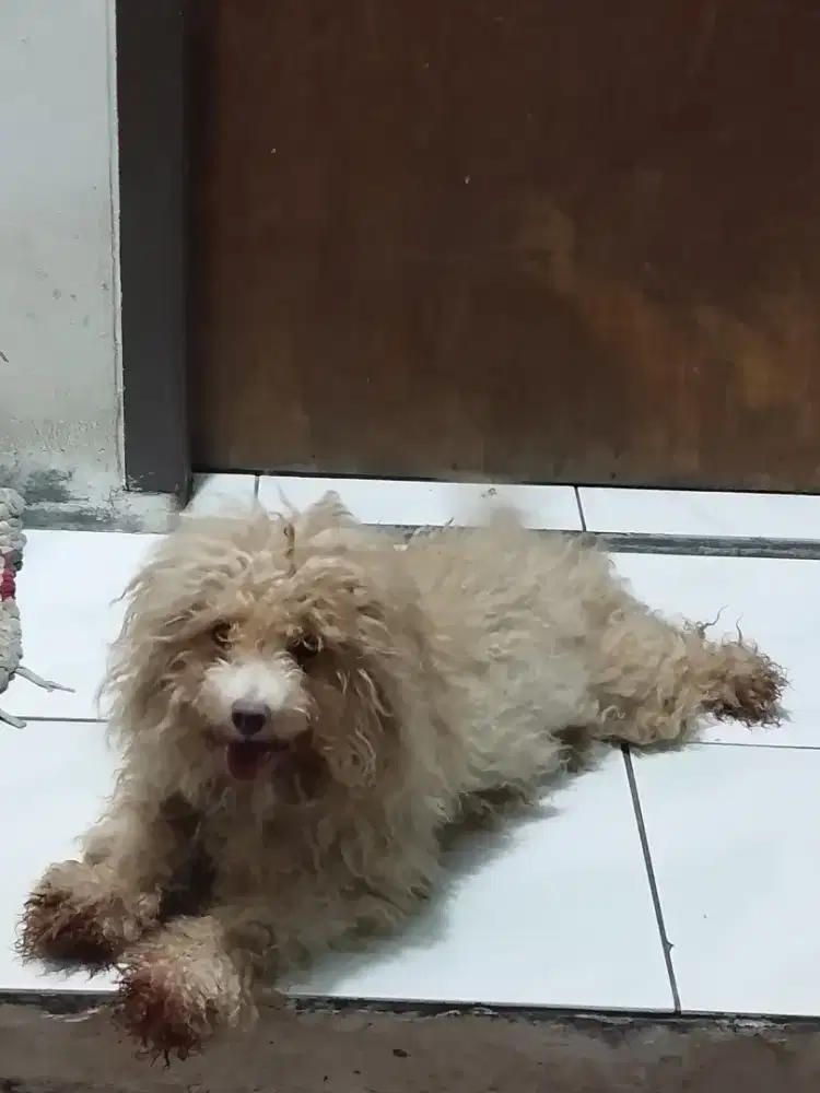 Free adop Poodle