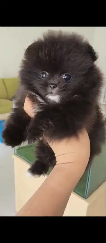 Anakan minipom jantan