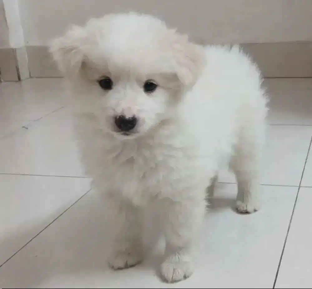Anak Anjing Super Lucu