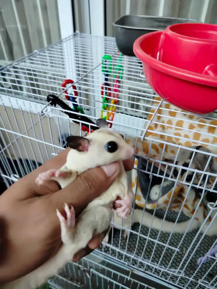 Sugar Glider WF Platinum
