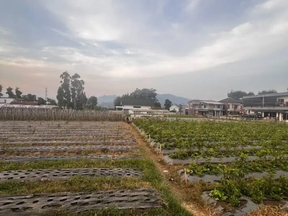 DIJUAL TANAH KOSONG, LAHAN DATAR. DI CIBODAS, MARIBAYA, LEMBANG, BANDUNG COCOK UNTUK KAWASAN WISATA, VILLA, PERUMAHAN, PERKEBUNAN