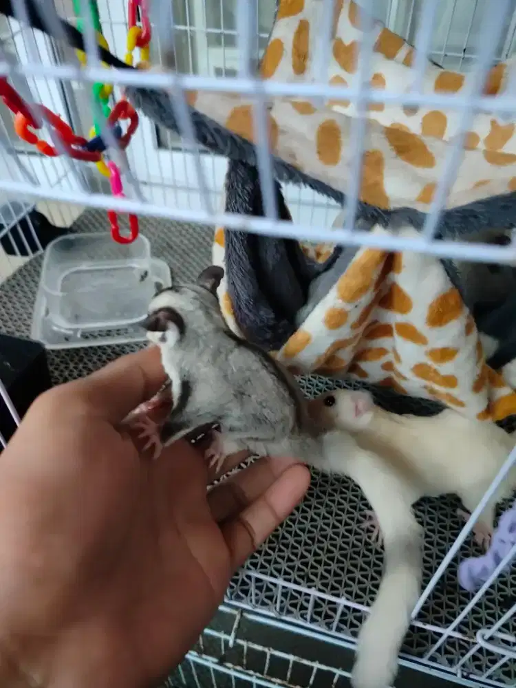 Sugar Glider Mozaic