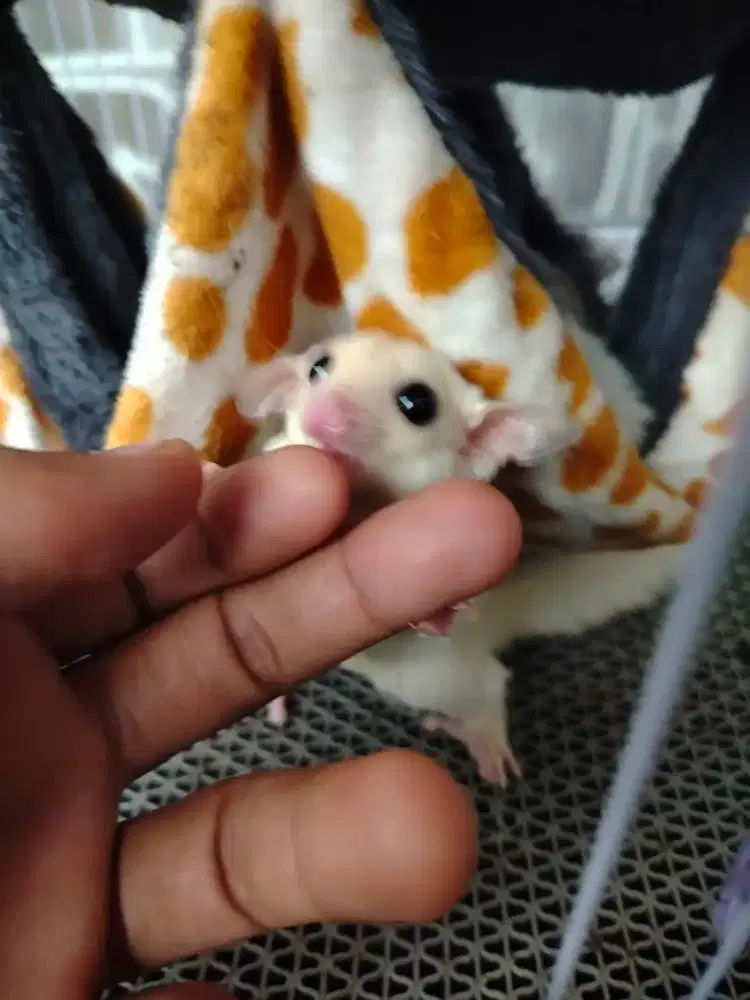 Sugar Glider Leucistic Betina