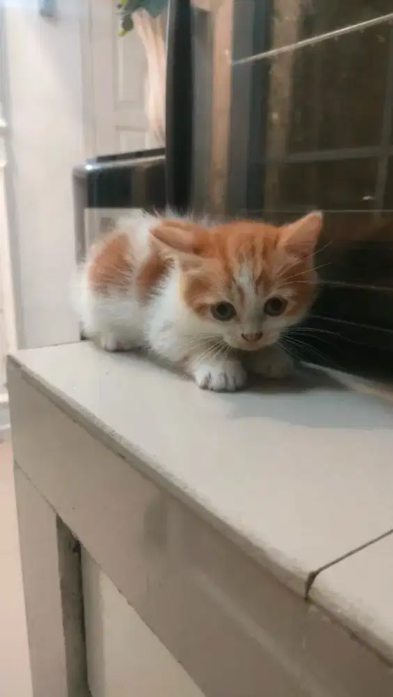 Open adopsi kucing Persia