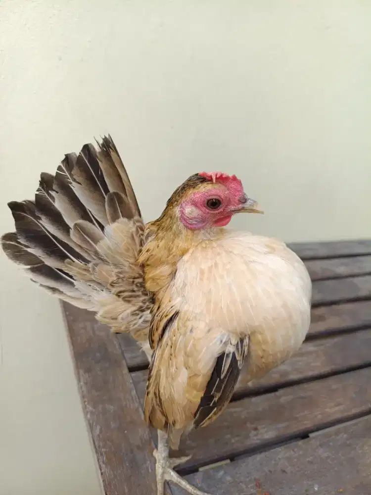 Ayam Serama betina