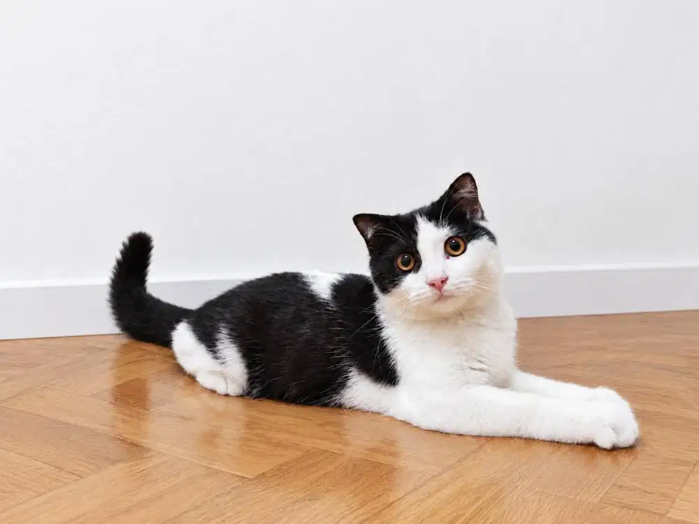 borongan untuk breeding 1 jantan scottish fold dan 2 betina bsh