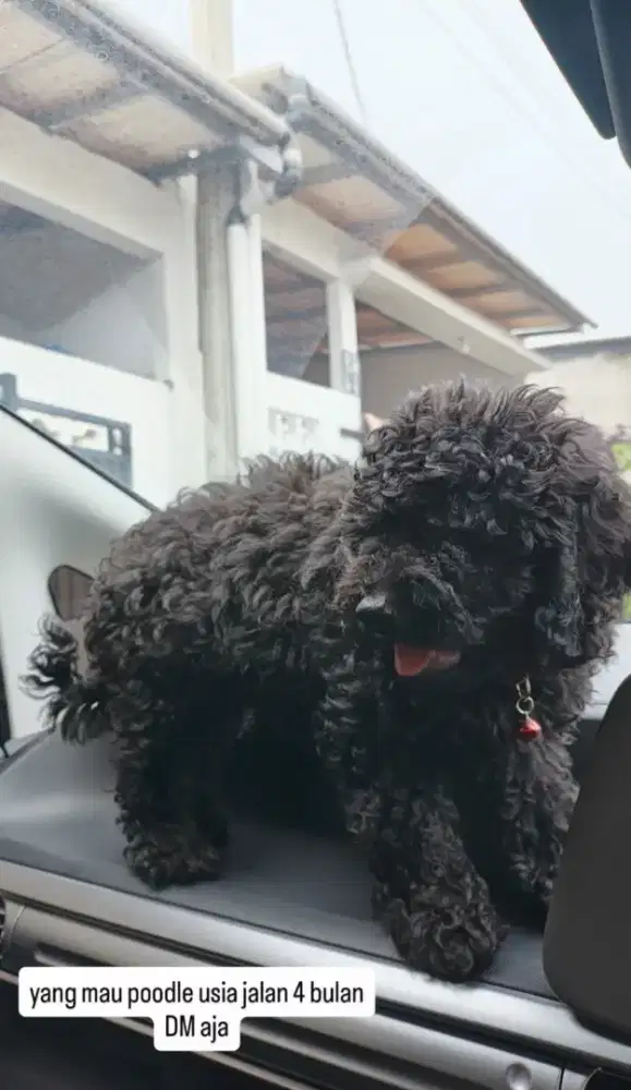 dicari Adopter Poodle 4 Bulan