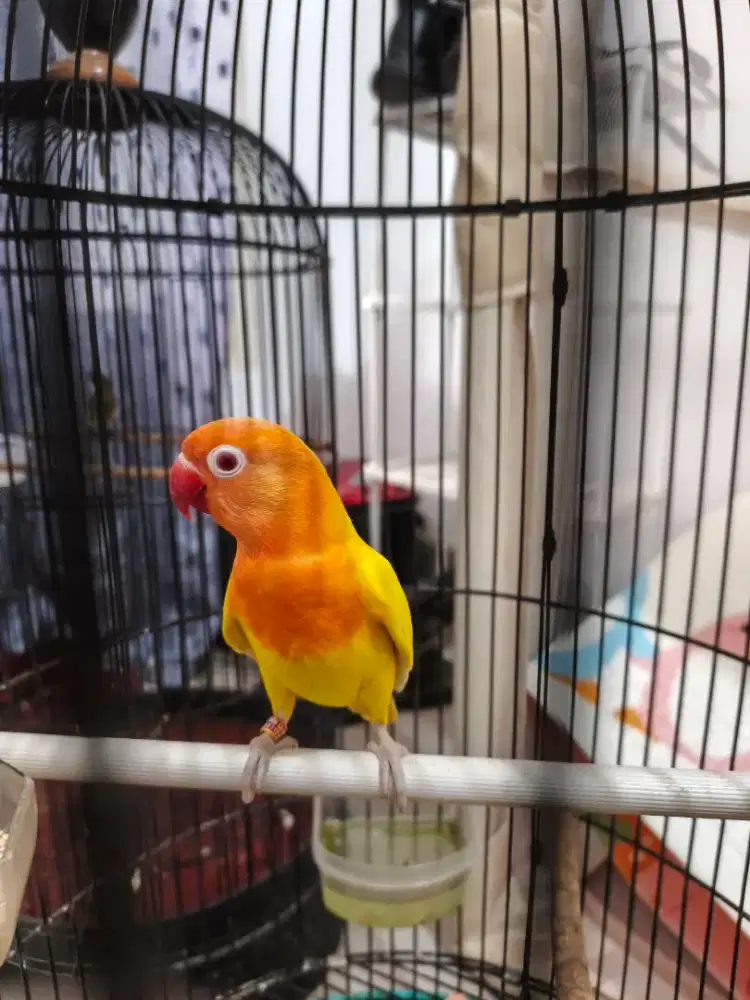 Burung Love Bird (LB)