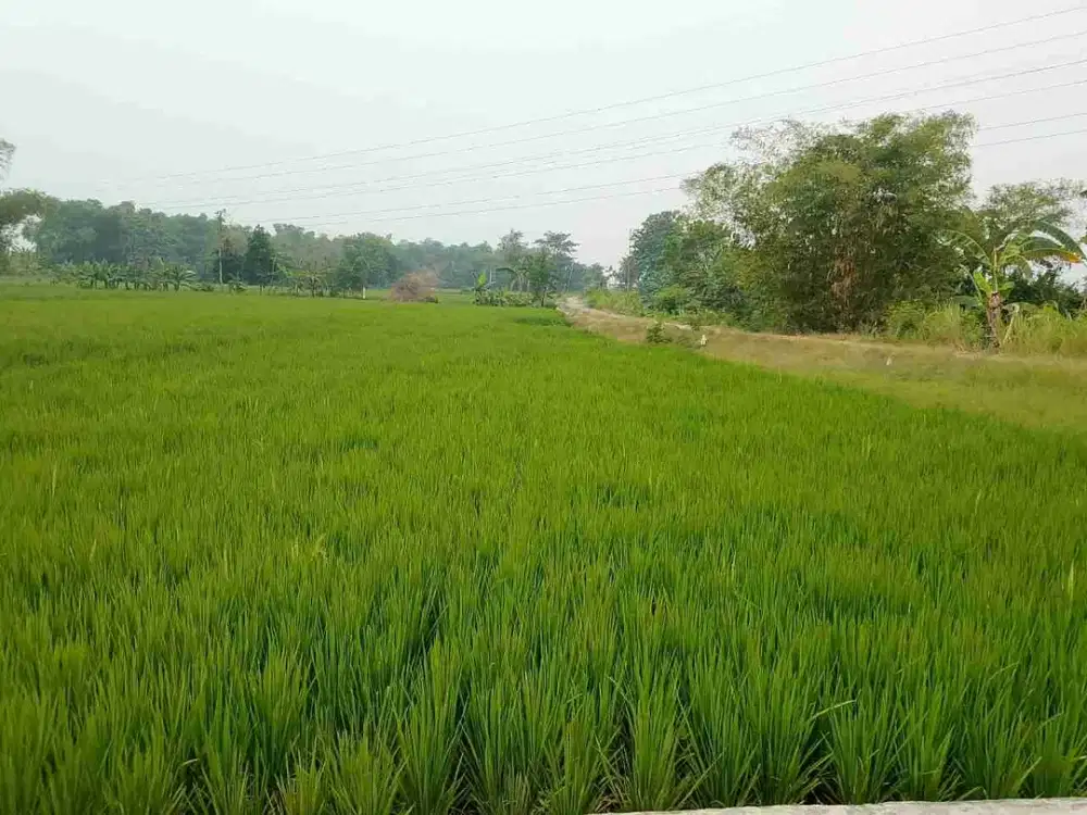 dijual tanah sawah dekat jalan nasional Tiron madiun