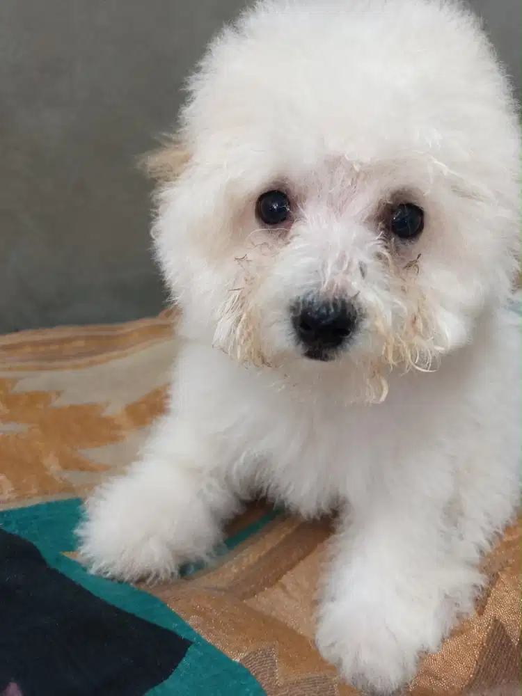 Puppy Poodle White