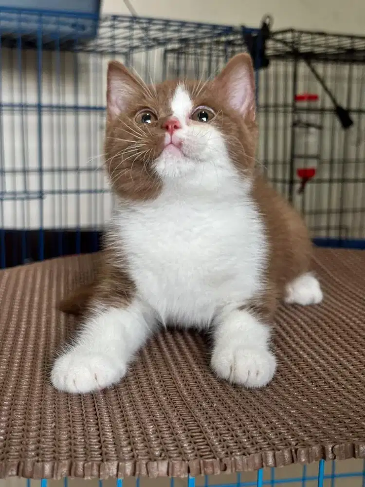 Bsh cinnamon bicolor betina, kitten bukan kucing ragdoll