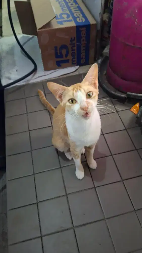 Kucing gratis untuk adopsi