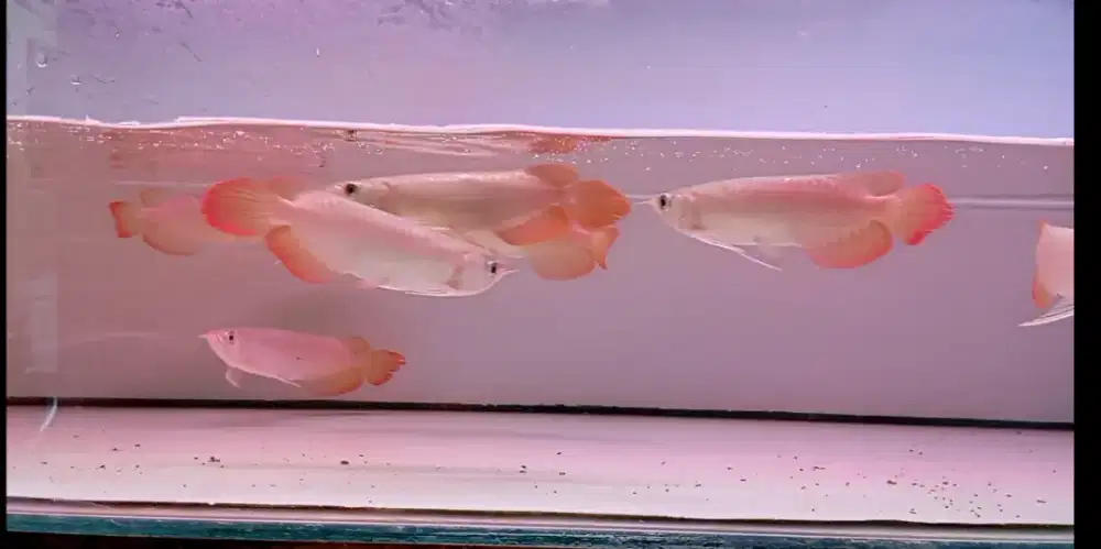 Arwana Super Red 19 cm