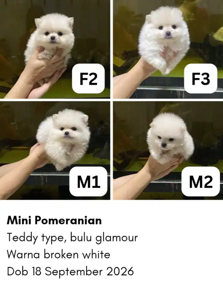 White Mini Pomeranian Lucu Nego