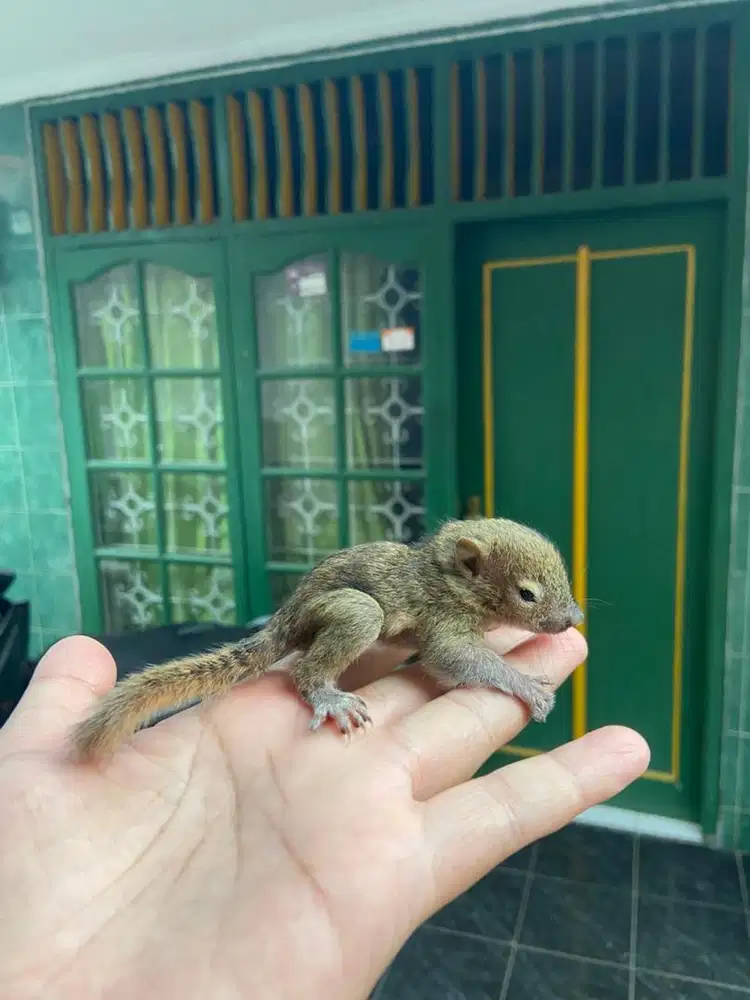 Anakan Tupai Jinak