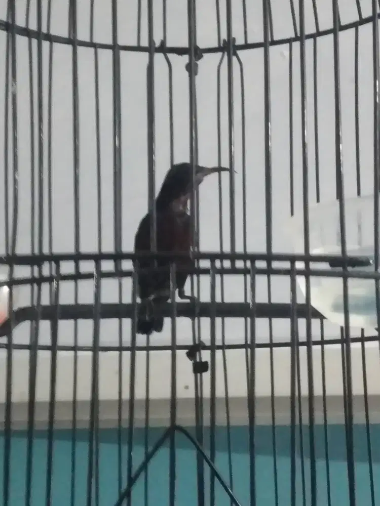 Burung Konin ex masteran