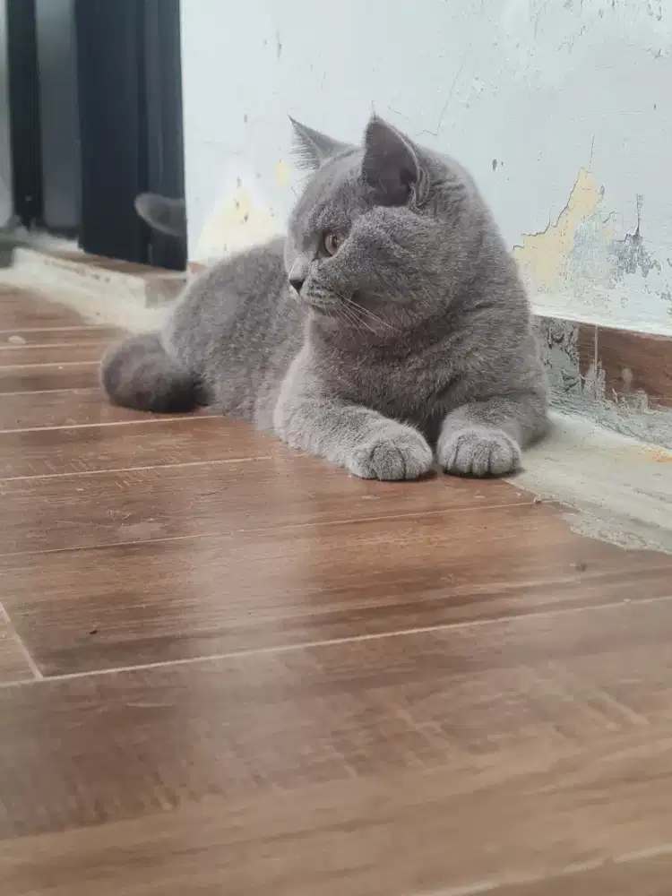 Open Adopsi kucing BSH