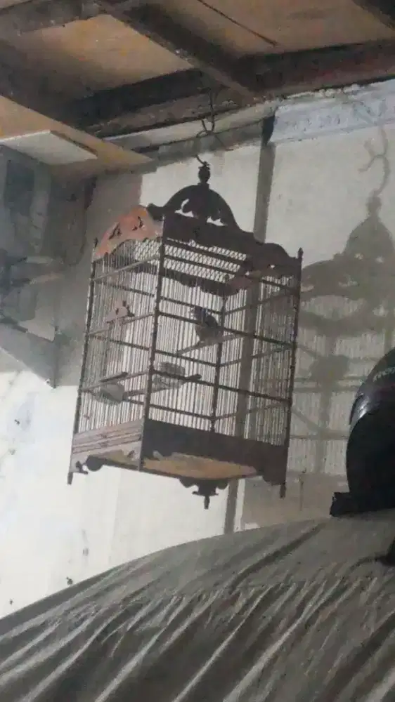 Burung wambi jantan bunyi