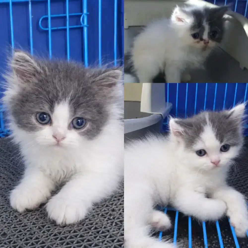 Kucing persia anakan peaknose x medium