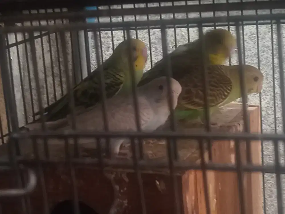 Parkit Remaja sehat