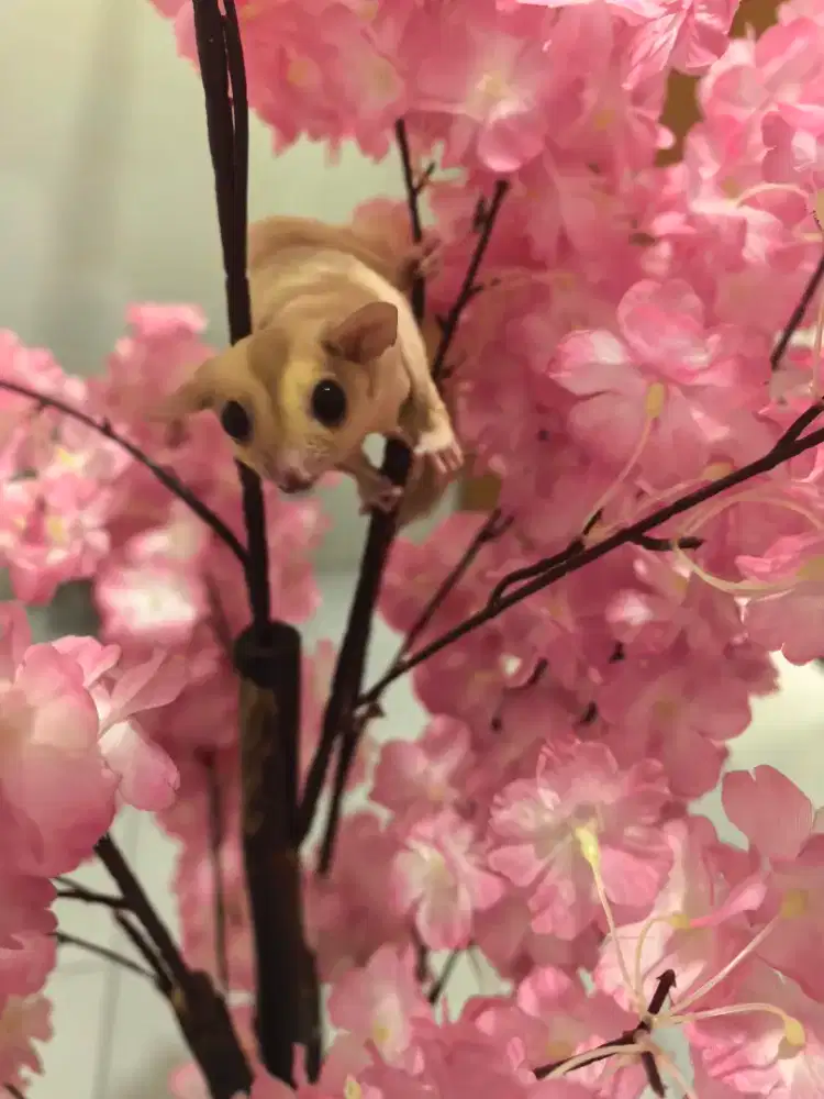 Di jual Sugar glider