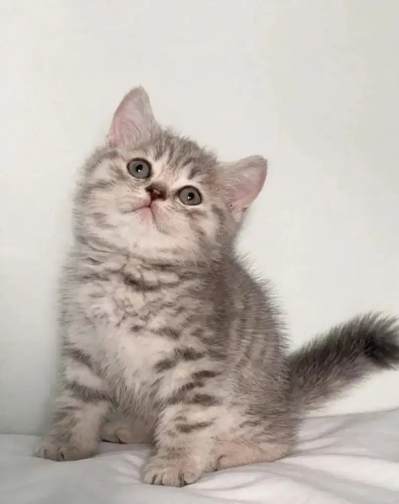 Kucing kitten British shorthair silver Tabby lucu