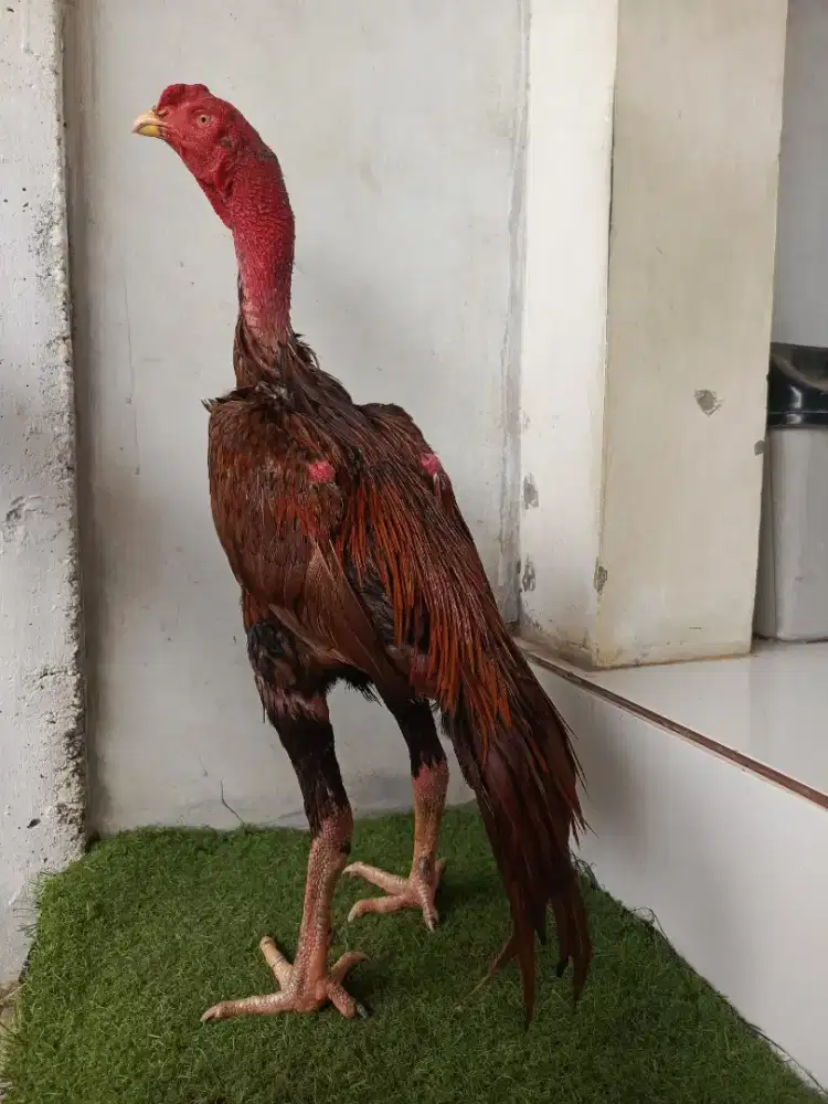 ayam Bangkok x asel
