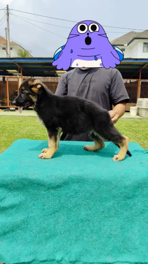 Anjing herder jantan