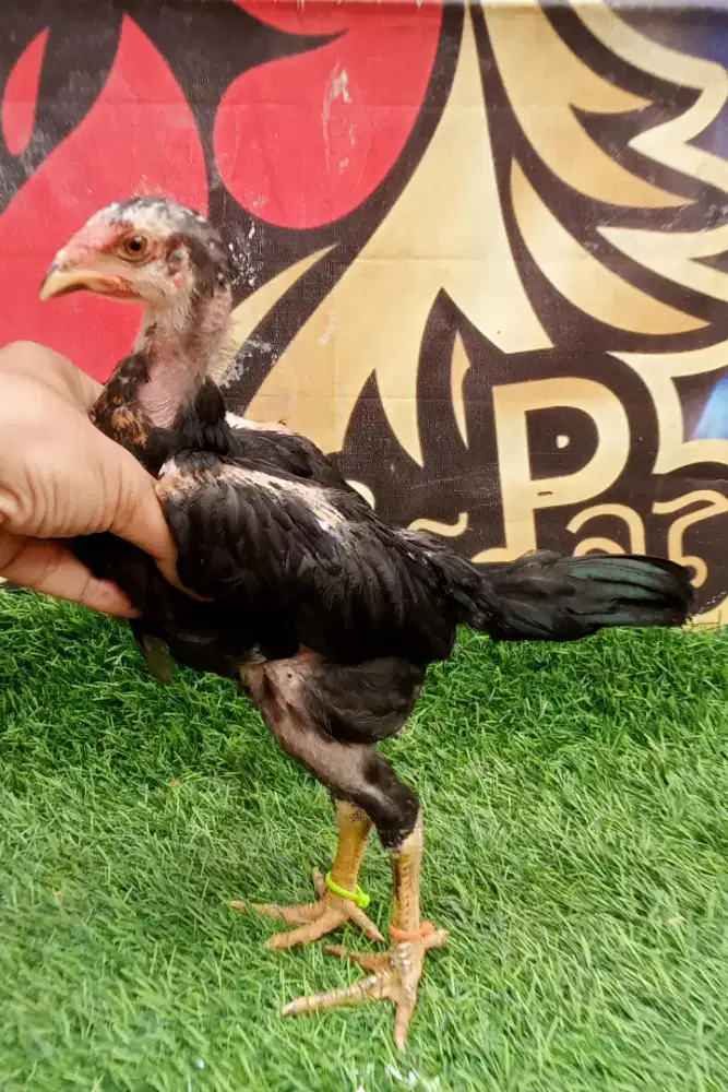 Ayam Pakhoy Drumband 2bln