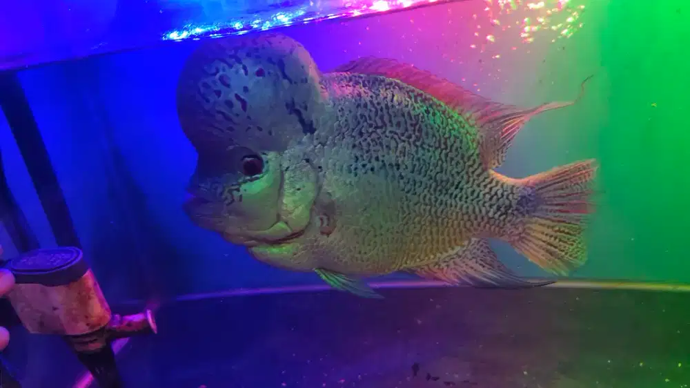 Di jual Ikan Louhan Warna Corak