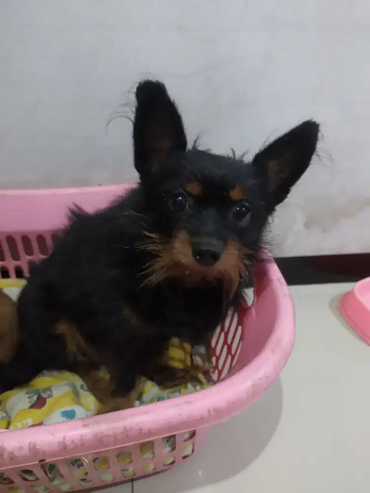 Doggy mix Pomerian pudel