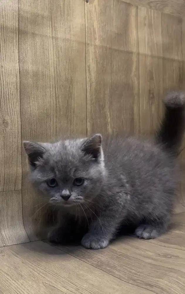 Kucing ras BSH warna blue/abu