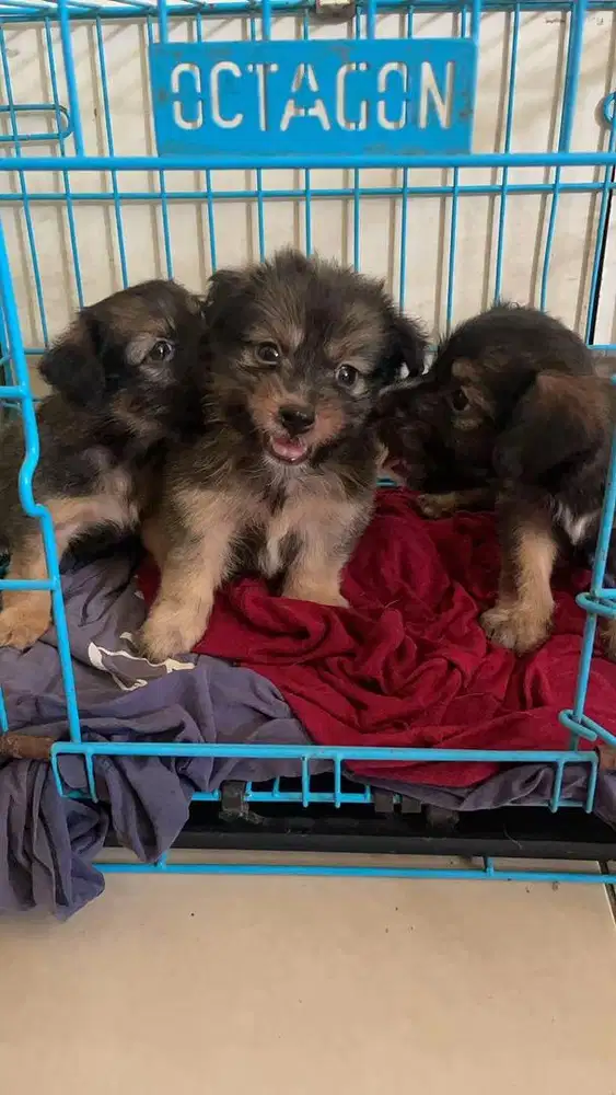shihtzu mix yg di jual sisa 7