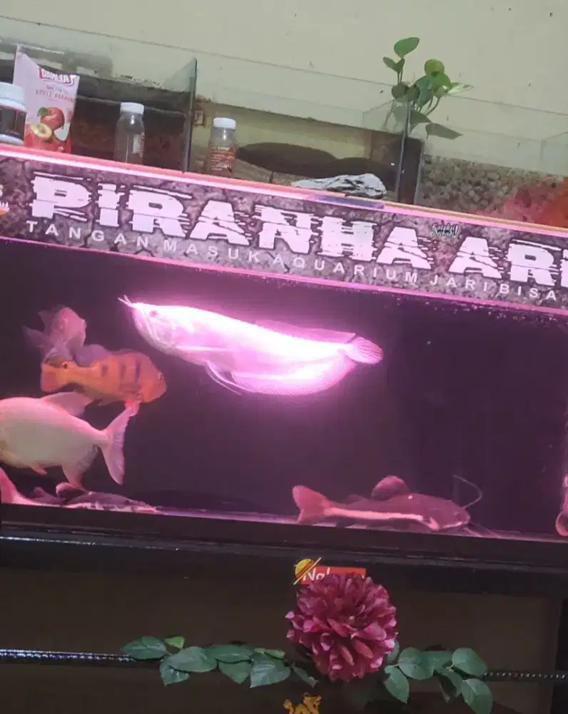 arwana albino big size
