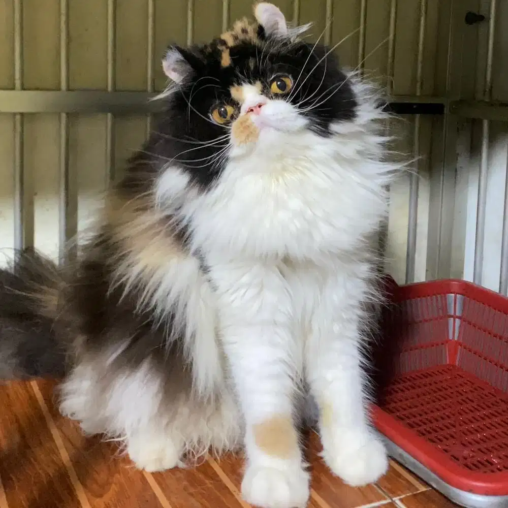 Kucing Persian Crul