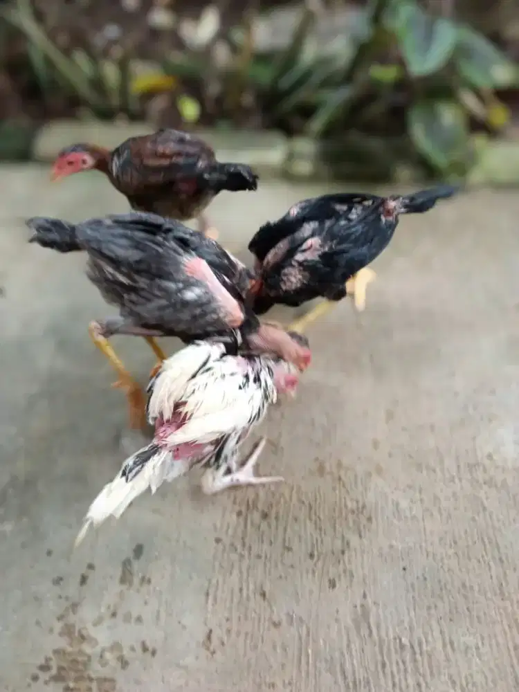 Ayam Bangkok x phakoy brakot  trah bagus