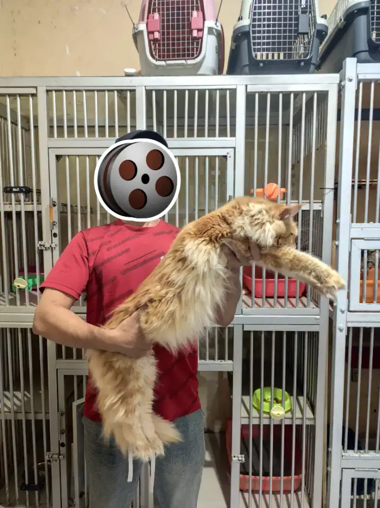 Kucing Mainecoon Jantan Bigbone Pure