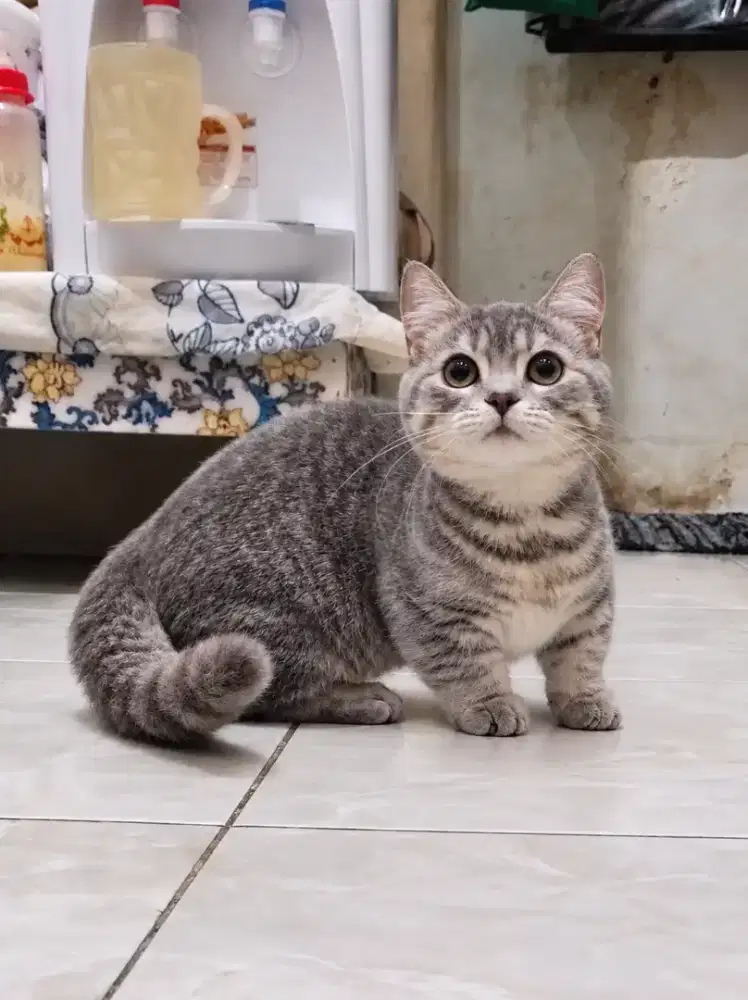 Munchkin Bsh Jantan