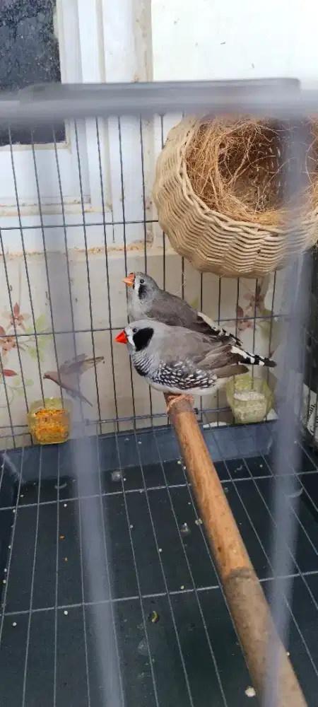 Burung zebra fich BBc induk