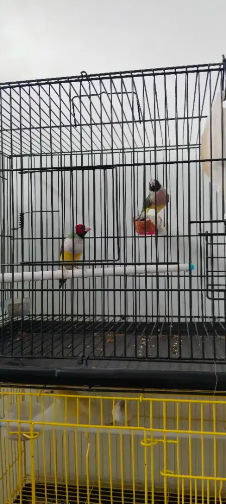Burung gould amadin sepasng siap produk