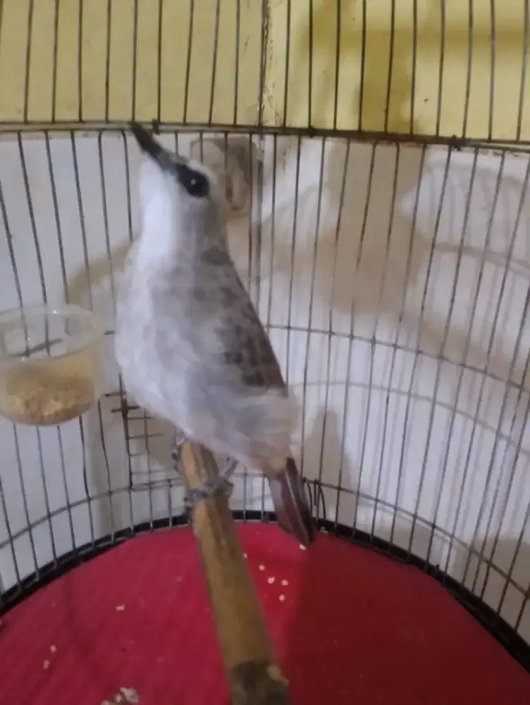 Jual burung trucukan ropel garuda